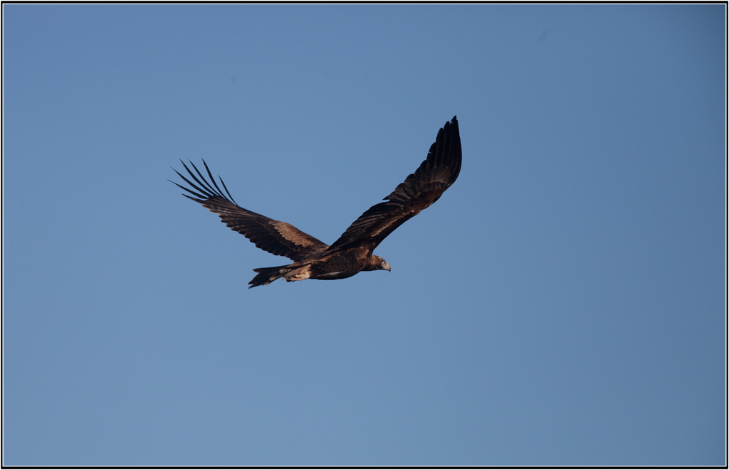 Wedge-tailed Eagle (Image ID 12661)