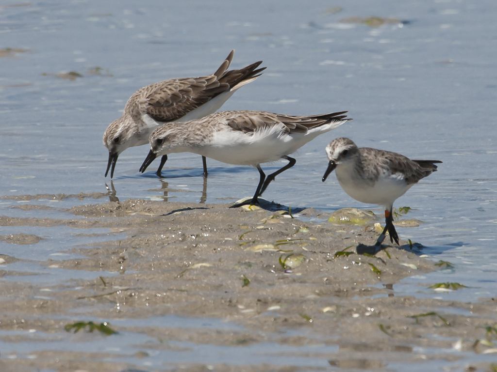 Red-necked Stint (Image ID 13427)