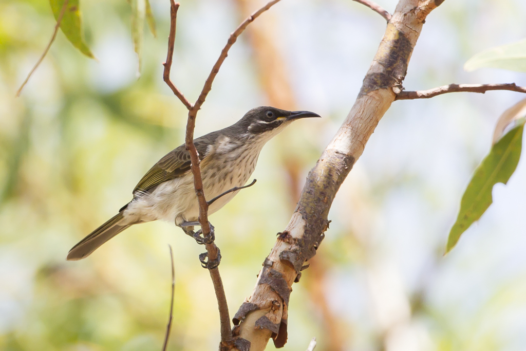 White-lined Honeyeater complex (Image ID 13125)