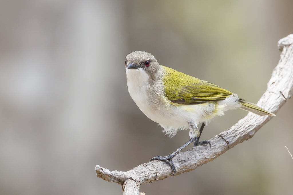 Green-backed Gerygone (Image ID 13045)