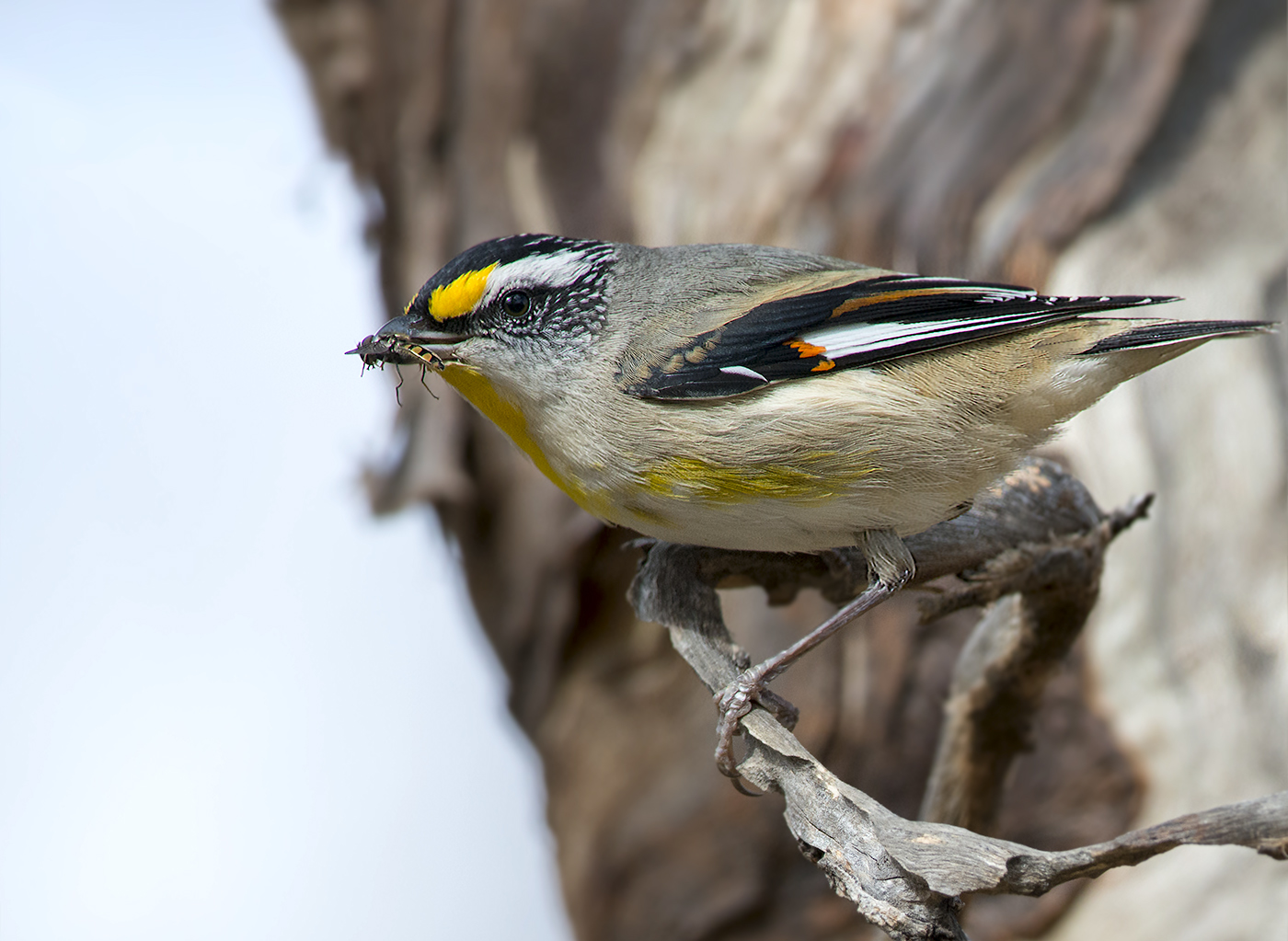 Striated Pardalote (Image ID 13432)