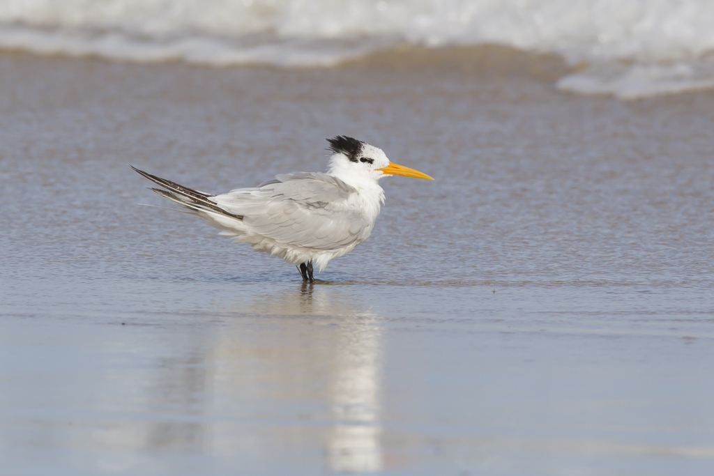 Lesser Crested Tern (Image ID 13089)