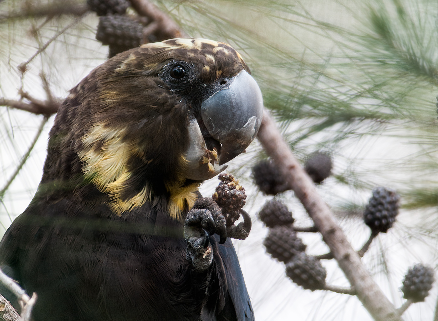 Glossy Black-Cockatoo (Image ID 13720)