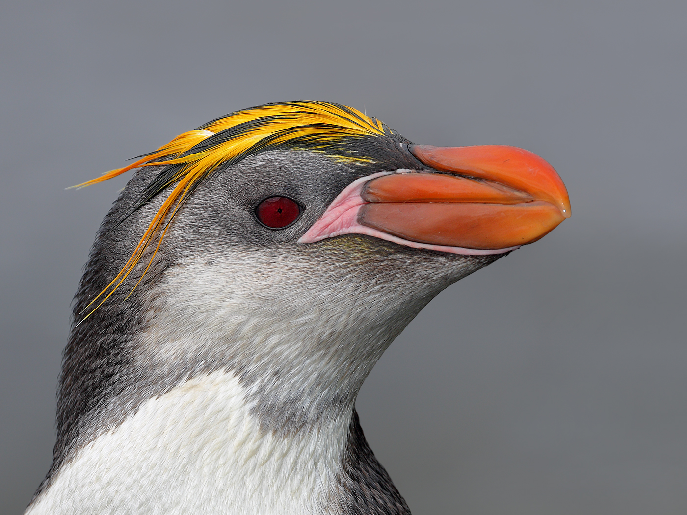 Royal Penguin (Image ID 13699)