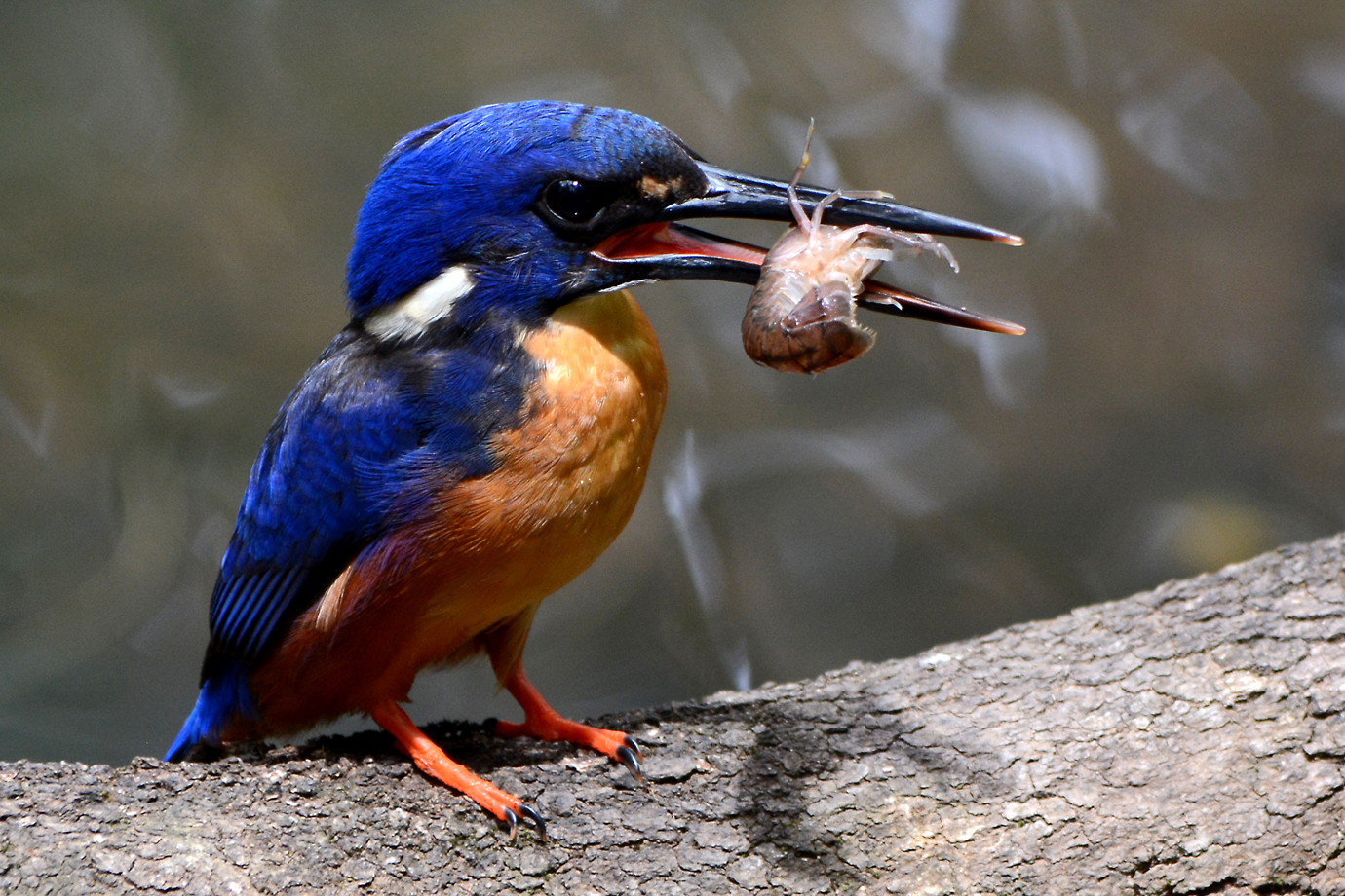 Azure Kingfisher (Image ID 13516)
