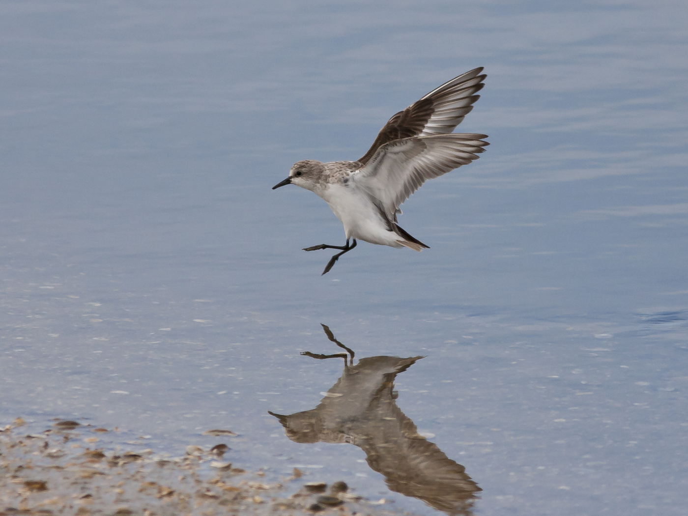 Red-necked Stint (Image ID 13632)