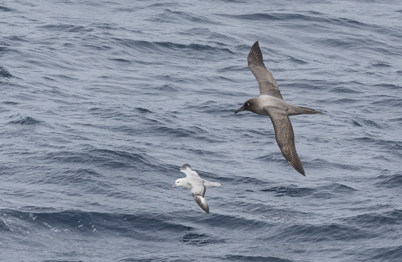 Light-mantled Sooty Albatross,Southern Fulmar (Image ID 13943)