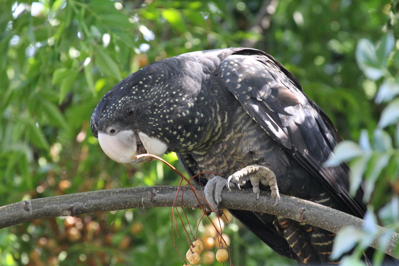 Red-tailed Black-Cockatoo (Image ID 14064)