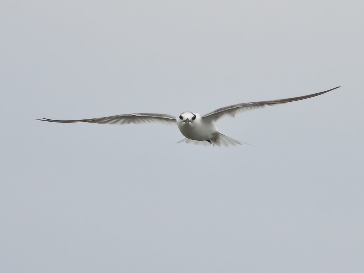 Common Tern (Image ID 13901)