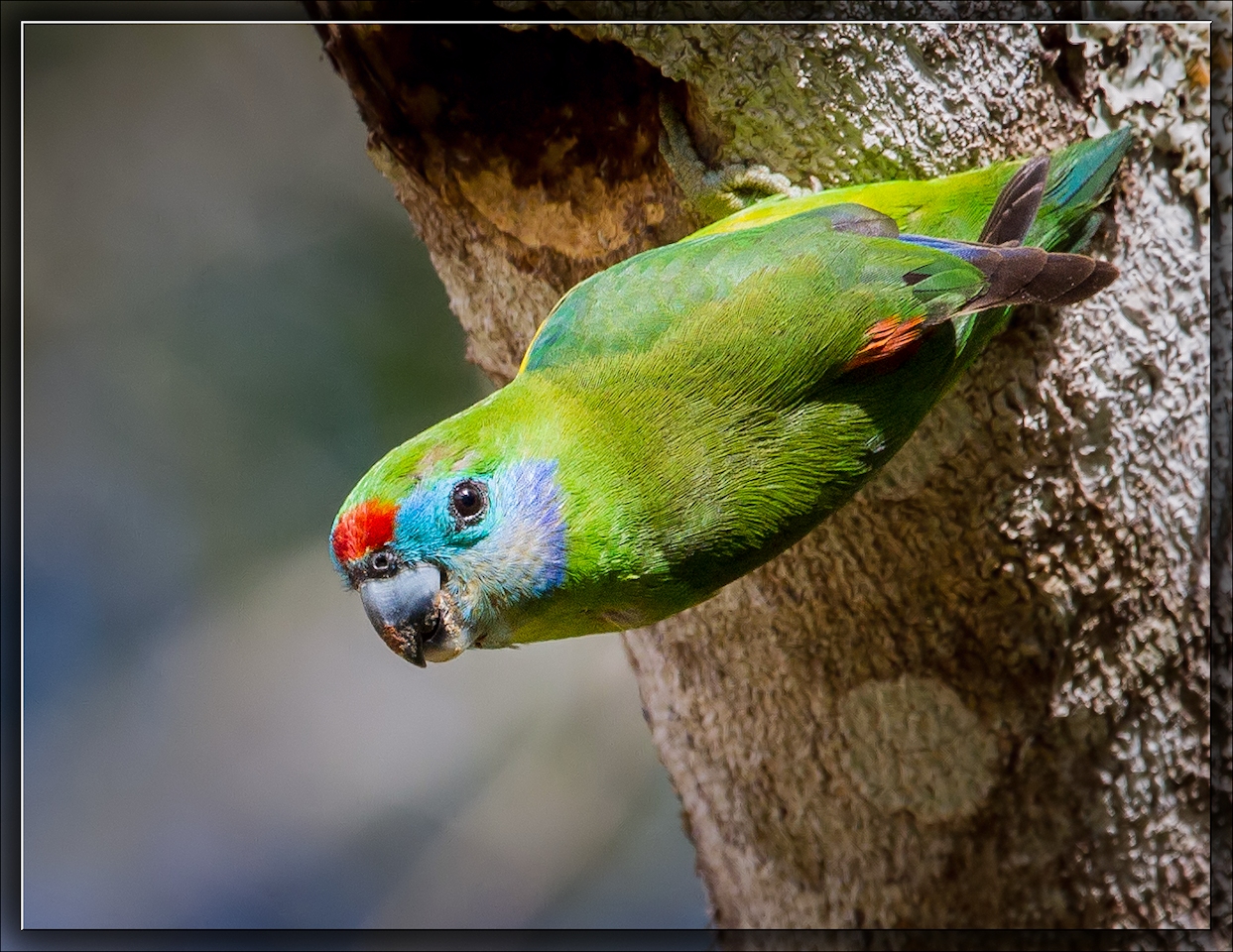 Double-eyed Fig-Parrot (Image ID 14337)