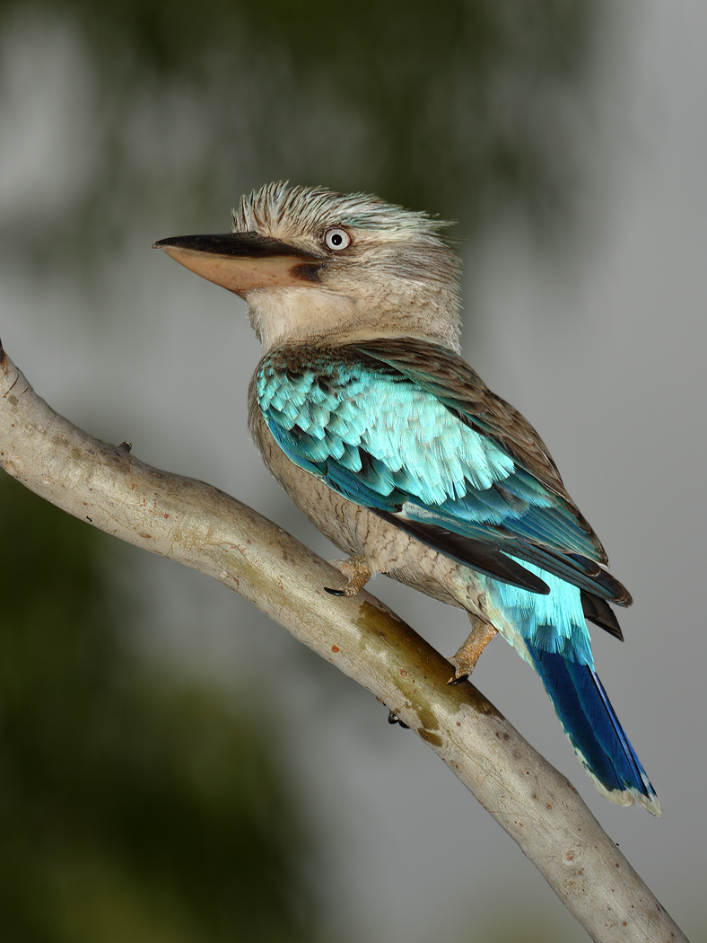 Blue-winged Kookaburra (Image ID 14472)