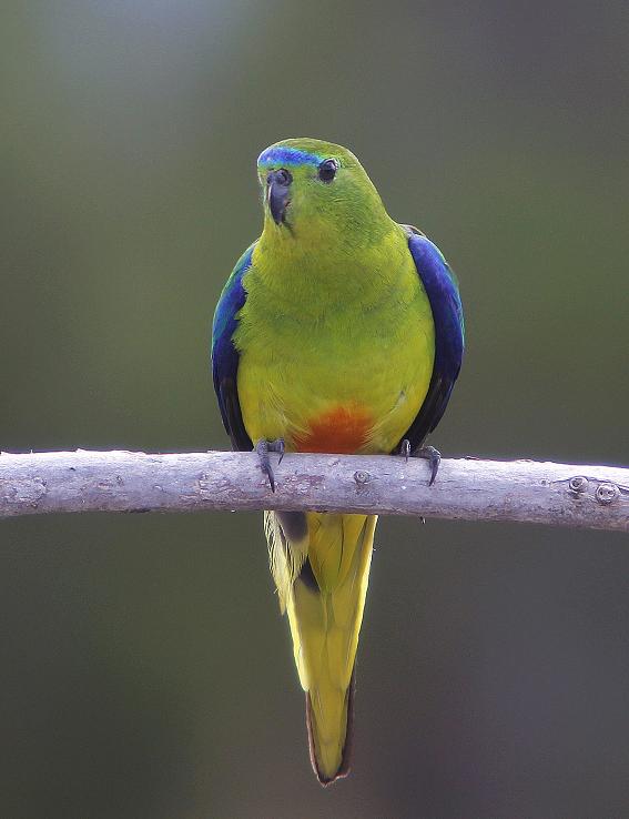 Orange-bellied Parrot (Image ID 14481)