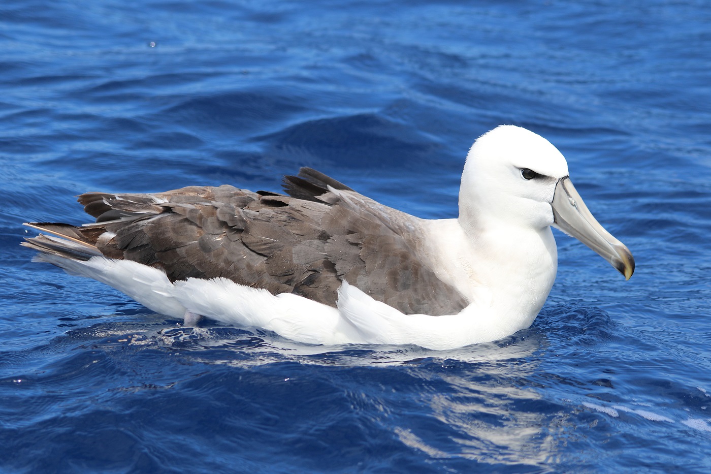 Shy Albatross complex (Image ID 14674)