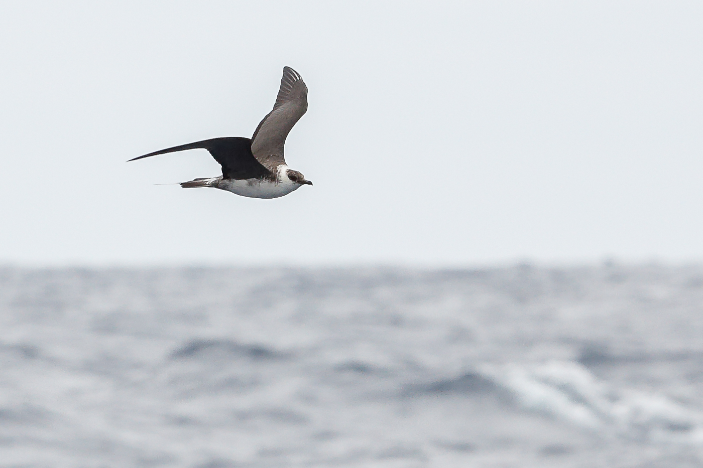 Long-tailed Jaeger (Image ID 14502)