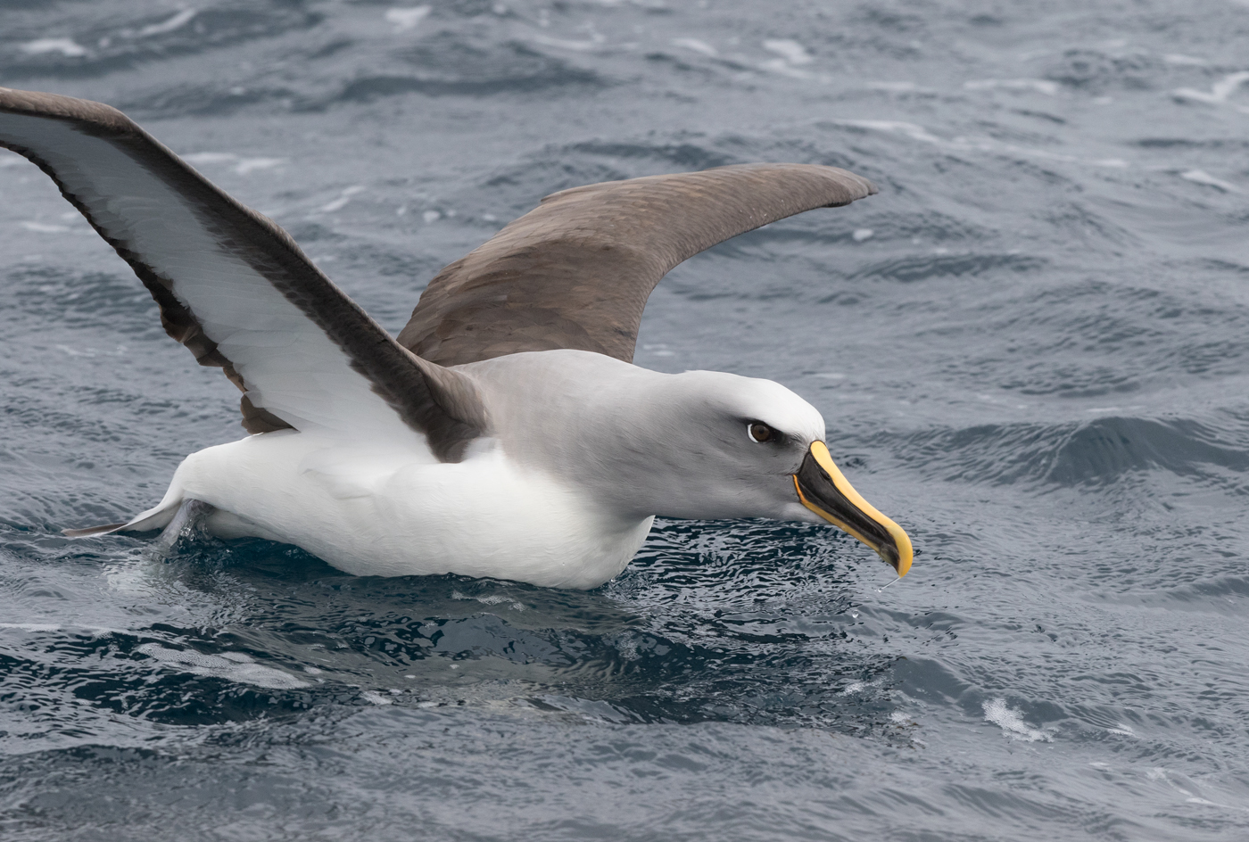 Buller's Albatross (Image ID 14784)
