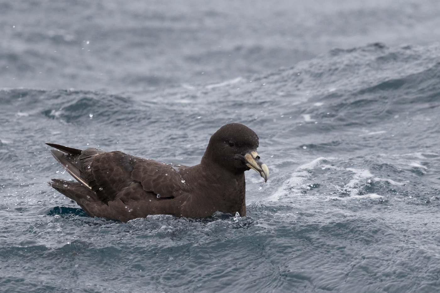 White-chinned Petrel (Image ID 14782)