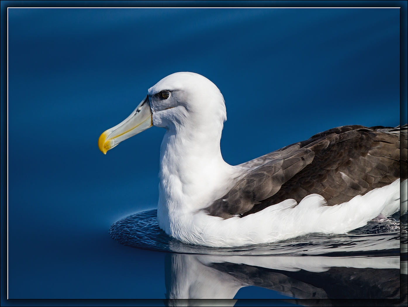 Shy Albatross complex (Image ID 15229)