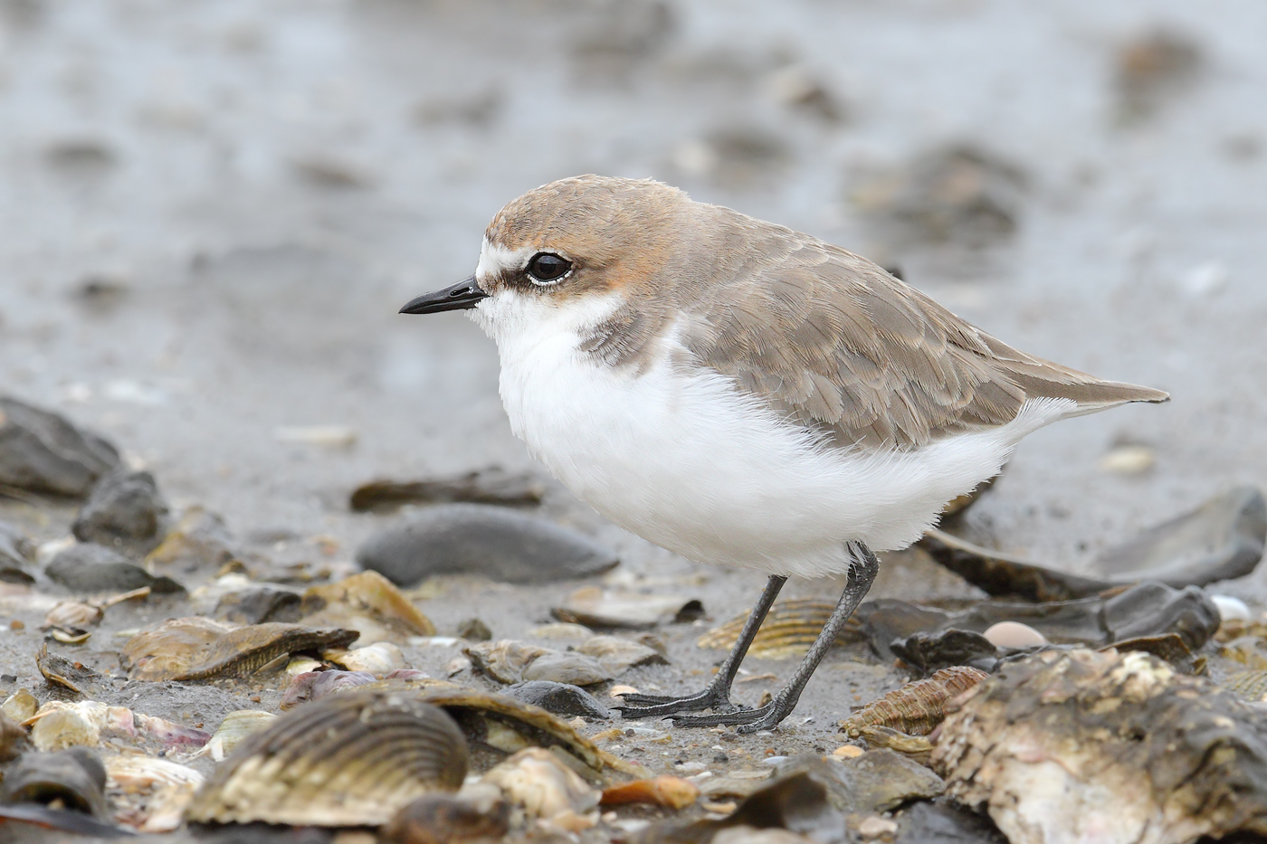 Red-capped Plover (Image ID 15090)