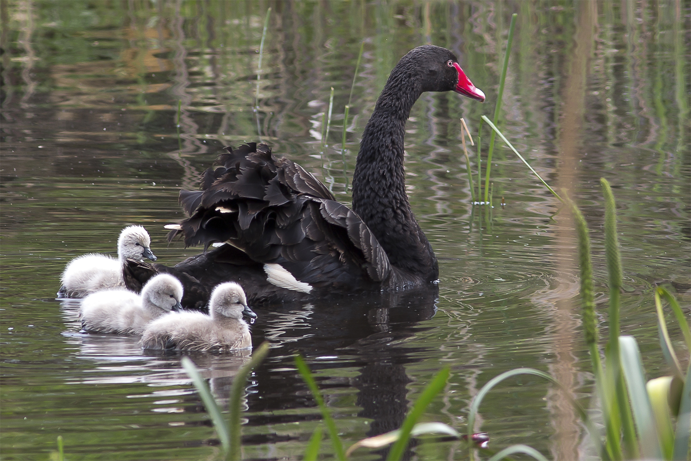 Black Swan (Image ID 14938)