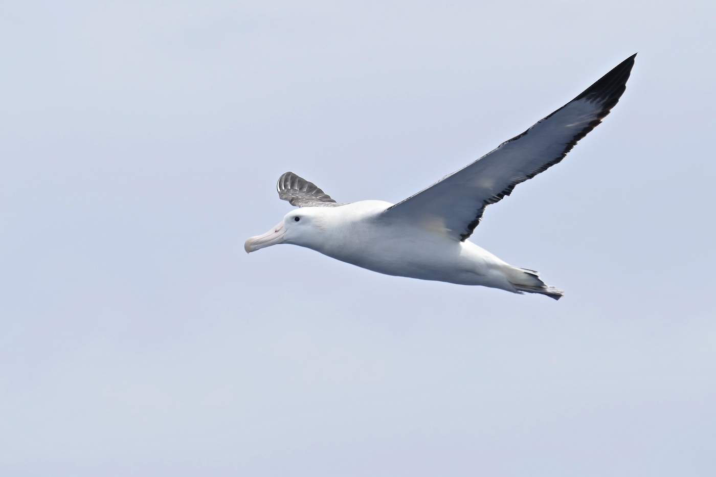 Wandering Albatross complex (Image ID 15087)