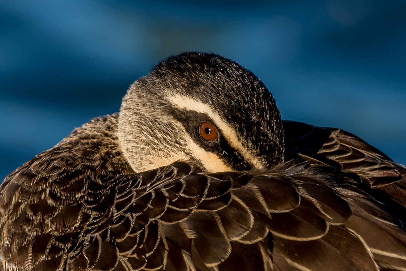 Pacific Black Duck (Image ID 15032)