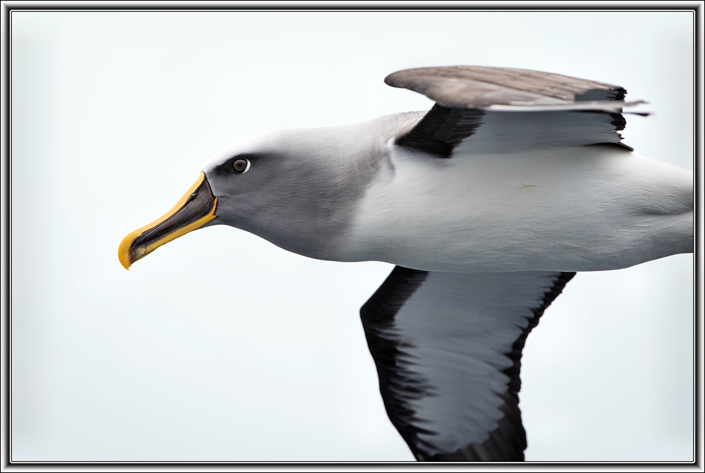 Buller's Albatross (Image ID 15228)
