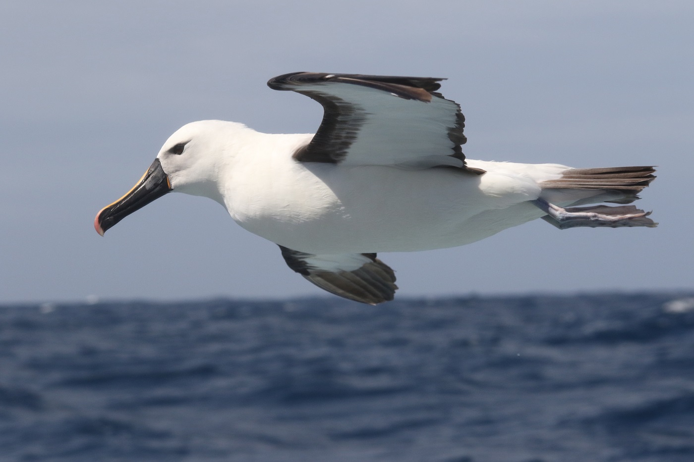 Indian Yellow-nosed Albatross (Image ID 15298)