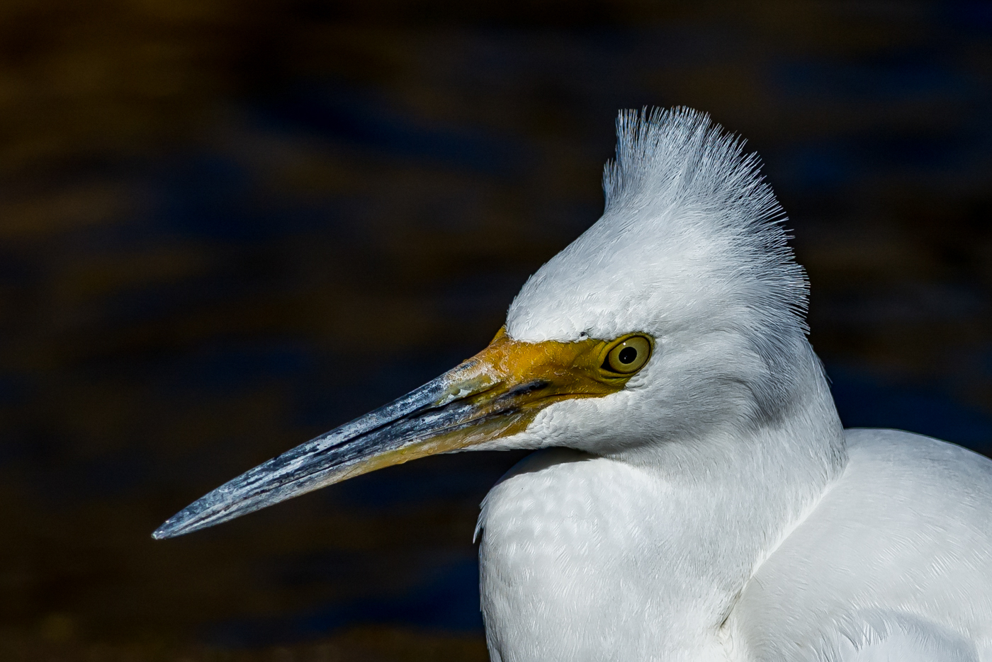 Little Egret (Image ID 15219)