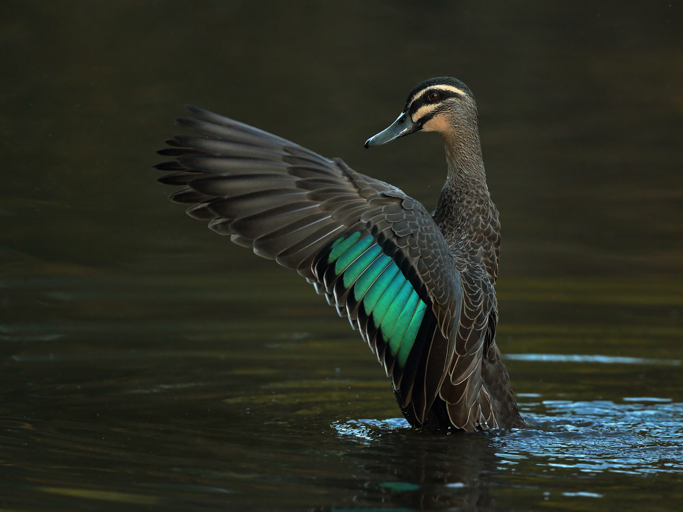 Pacific Black Duck (Image ID 16098)