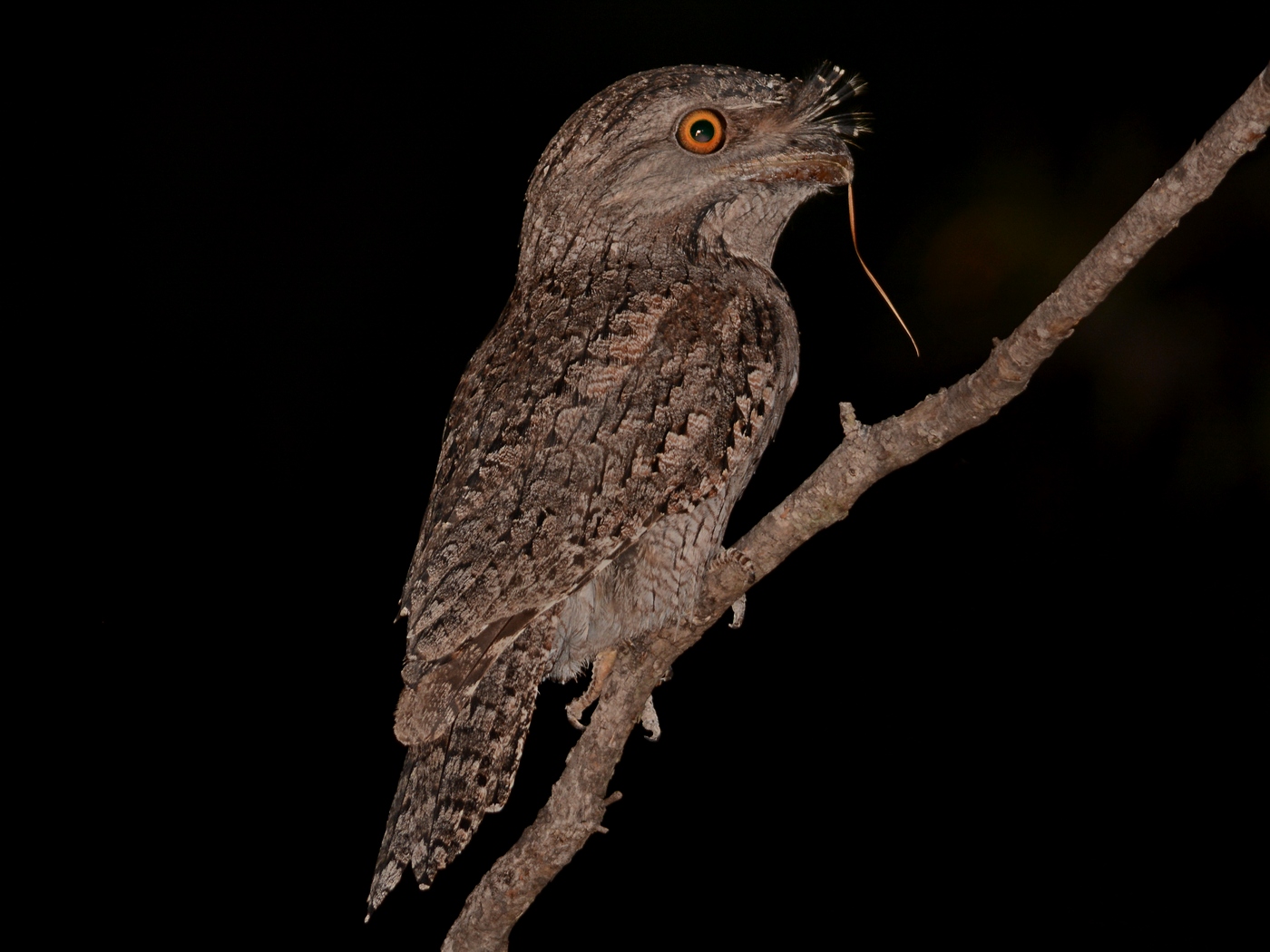 Tawny Frogmouth (Image ID 15783)