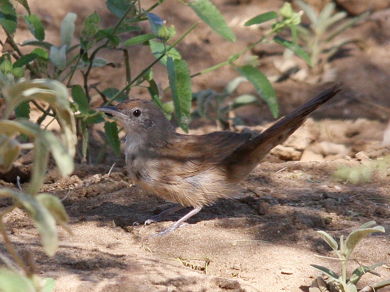 Spinifexbird (Image ID 15868)