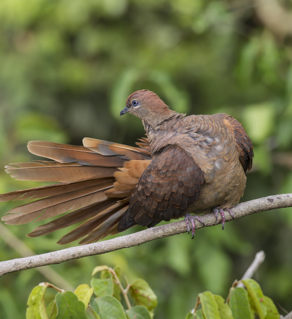 Brown Cuckoo-Dove (Image ID 15936)