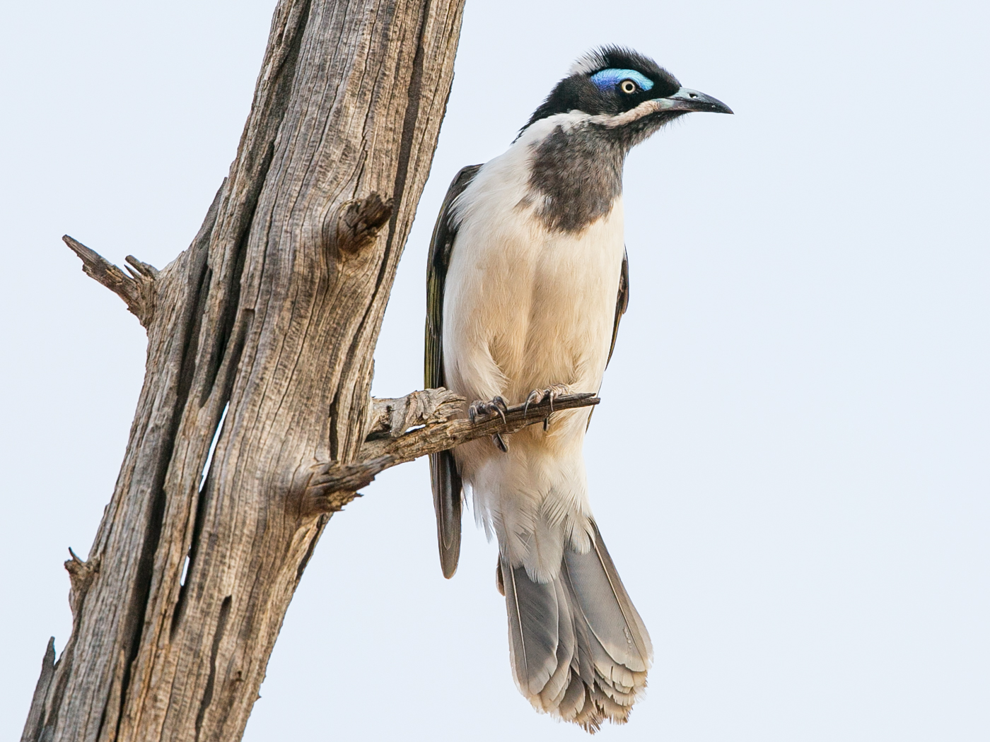 Blue-faced Honeyeater complex (Image ID 15885)