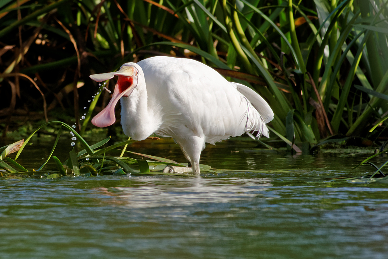 Yellow-billed Spoonbill (Image ID 15856)
