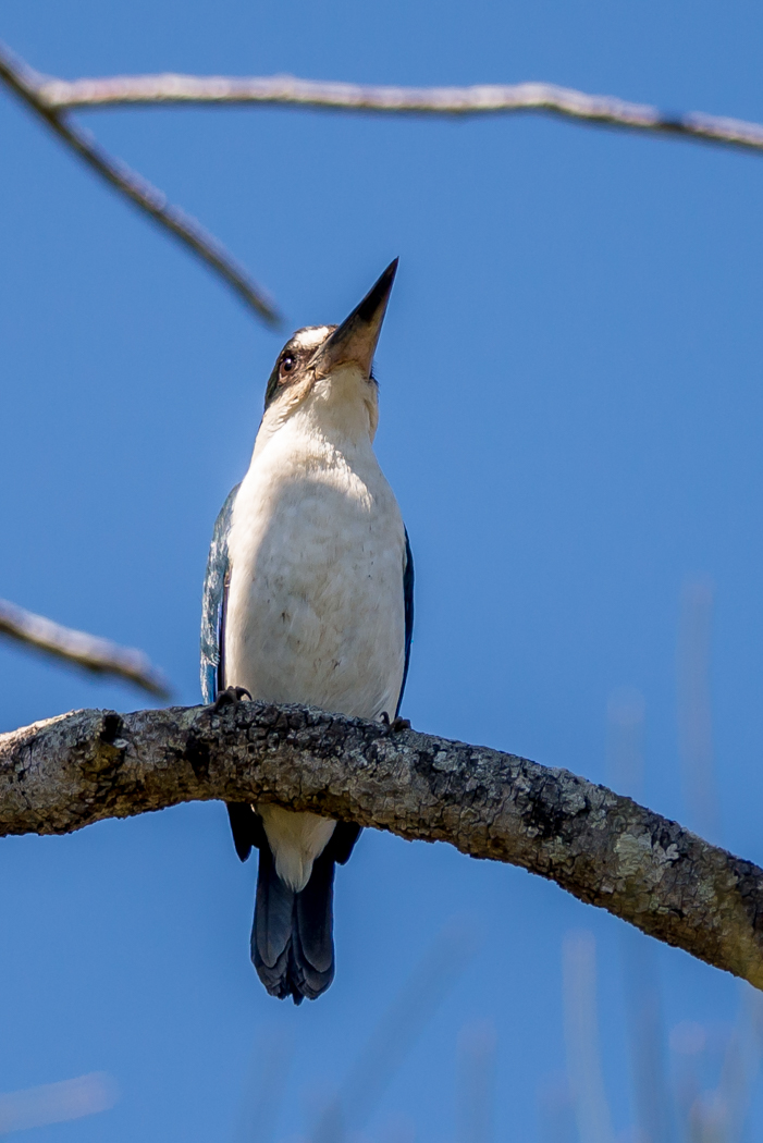 Collared Kingfisher (Image ID 15724)