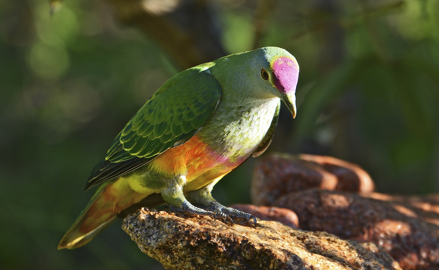 Rose-crowned Fruit-Dove (Image ID 15732)