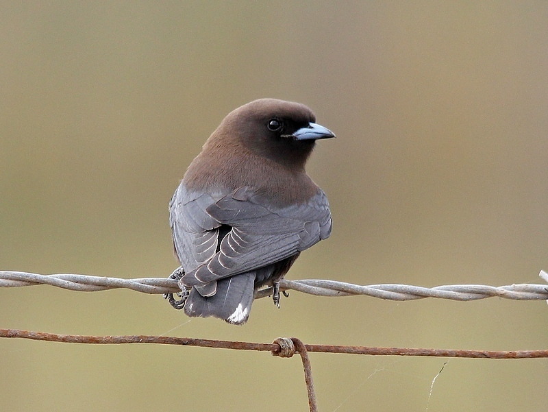 Little Woodswallow (Image ID 15742)