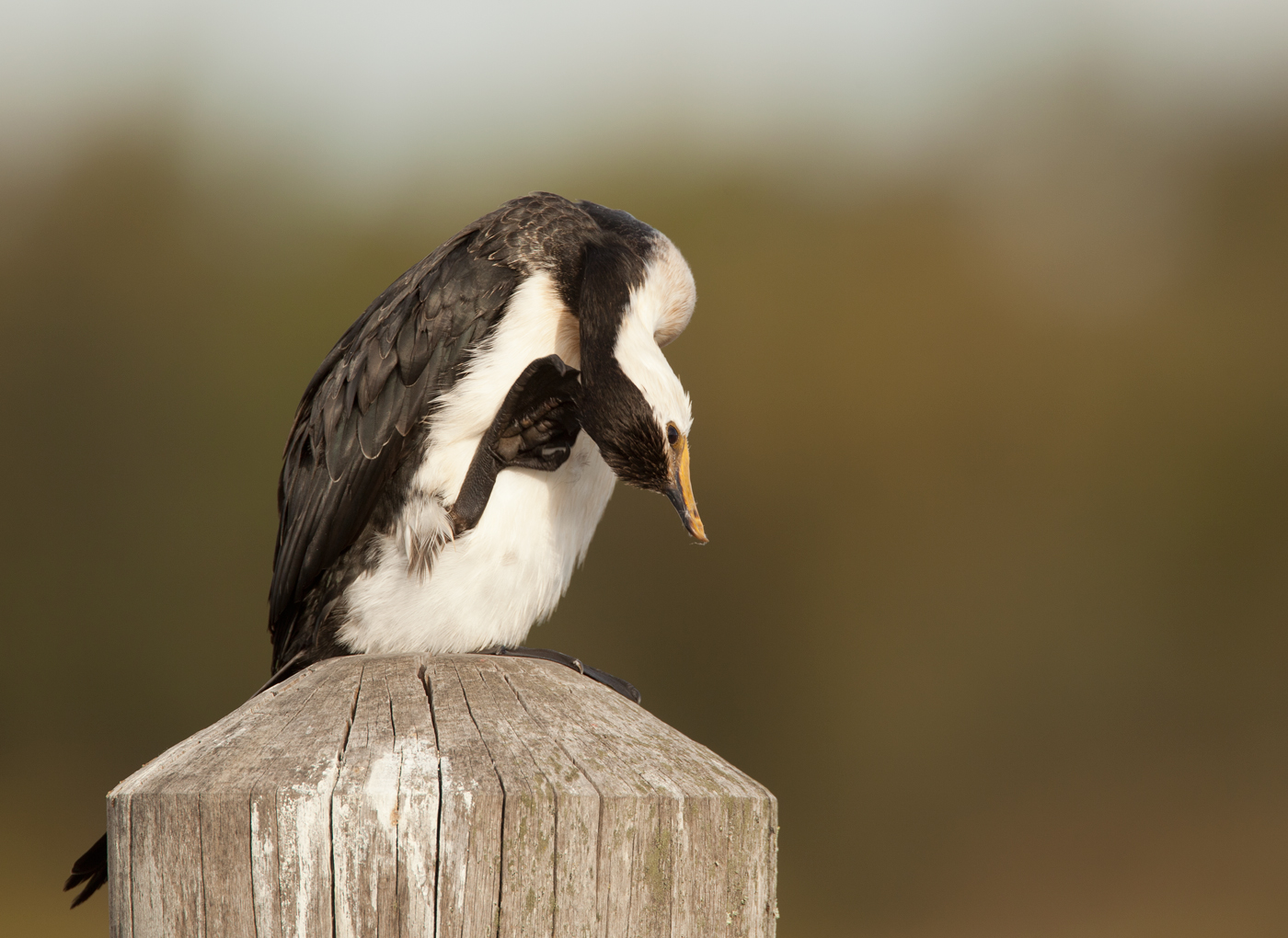 Little Pied Cormorant (Image ID 15836)