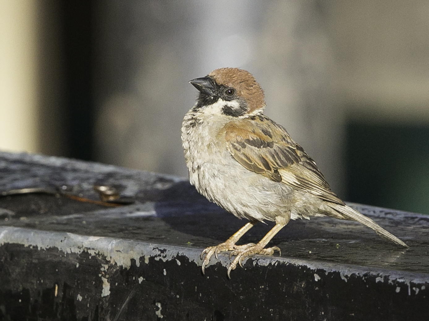 Eurasian Tree Sparrow (Image ID 16667)