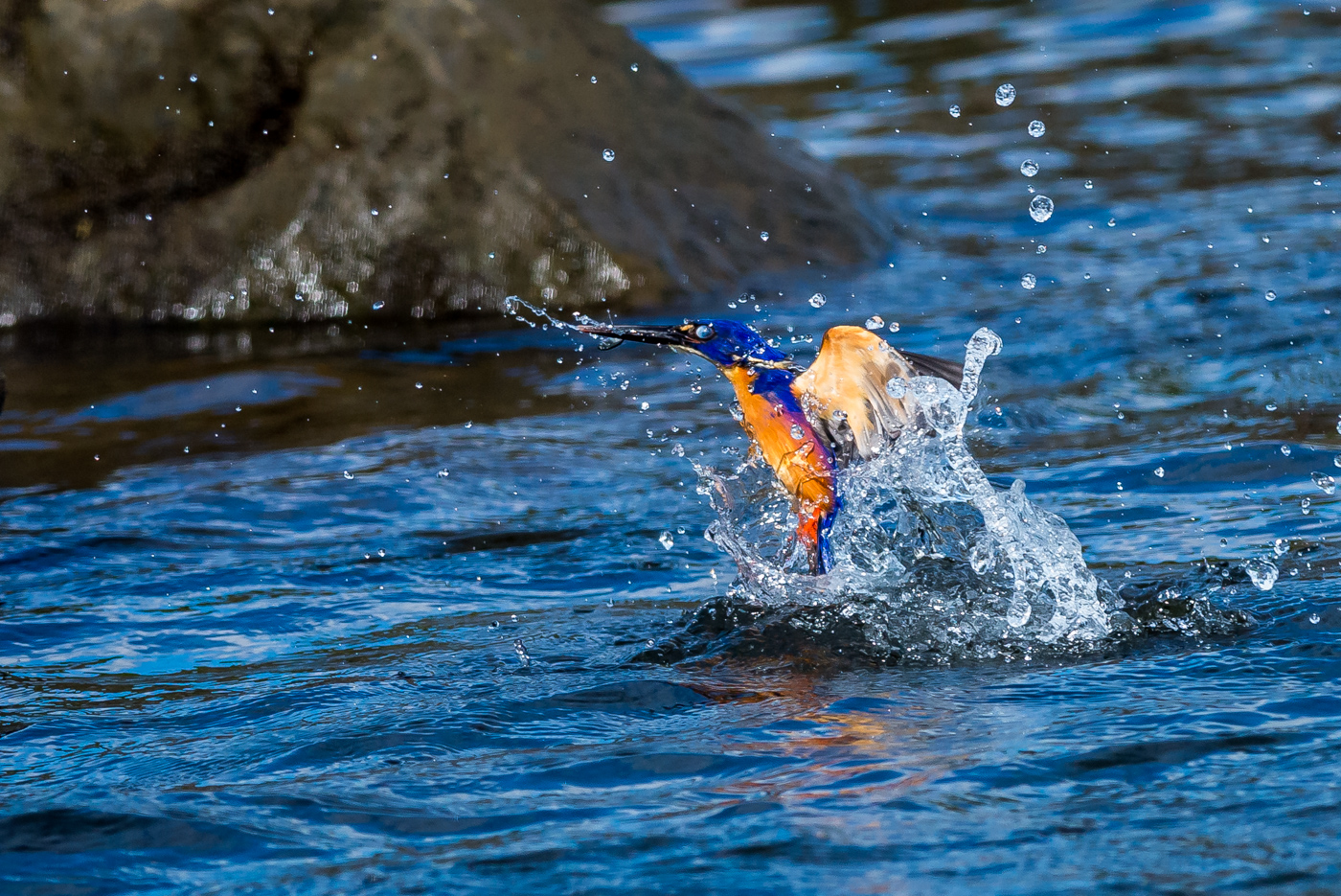 Azure Kingfisher (Image ID 16459)