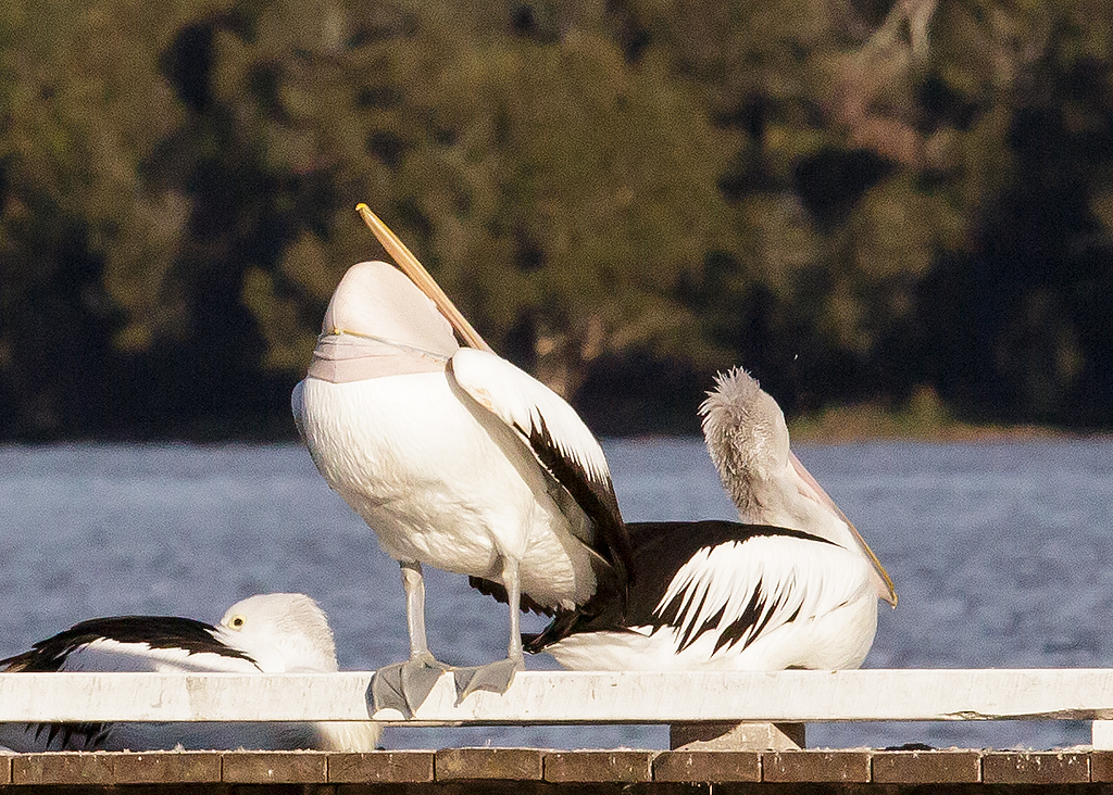 Australian Pelican (Image ID 16663)