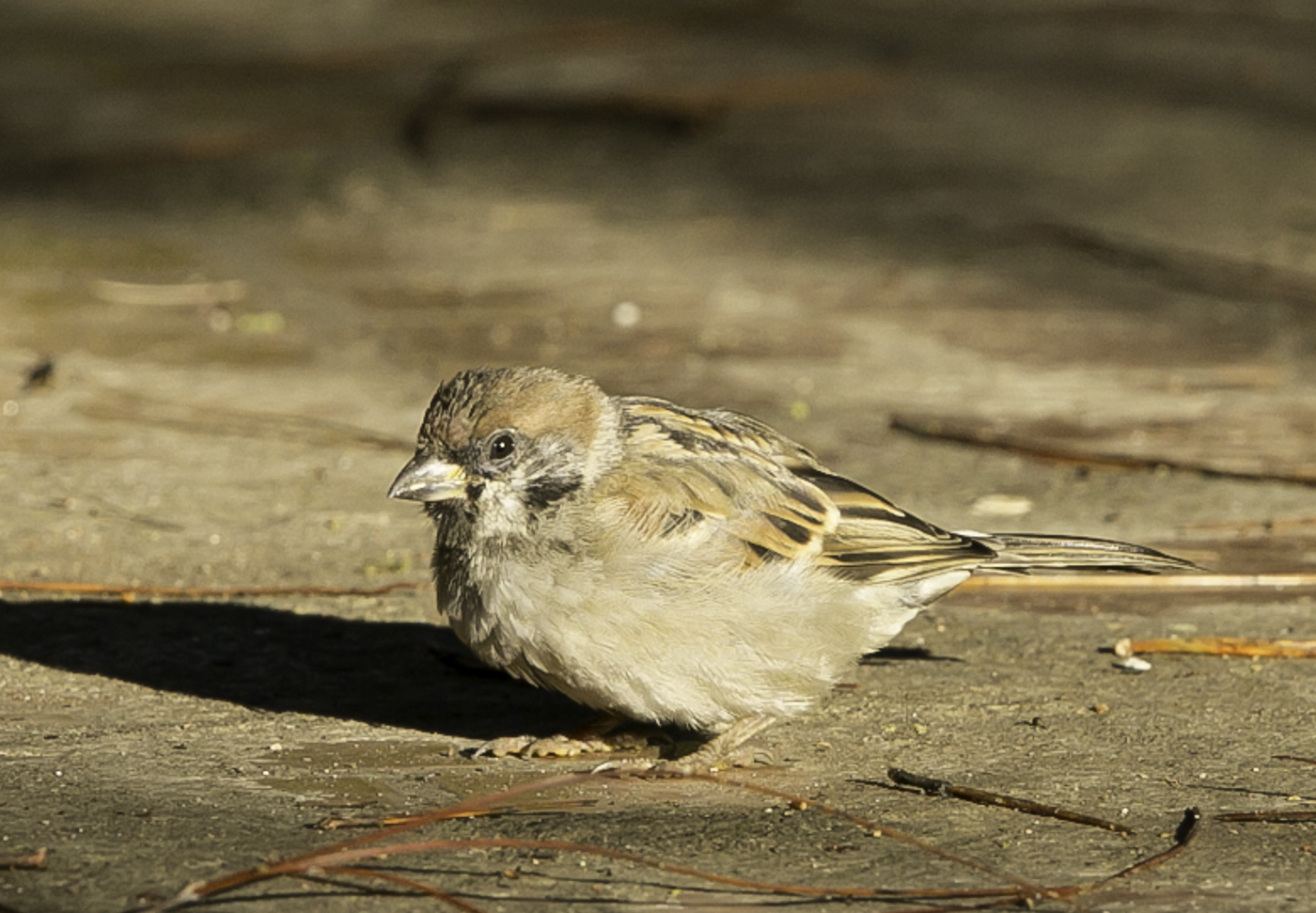 Eurasian Tree Sparrow (Image ID 16666)