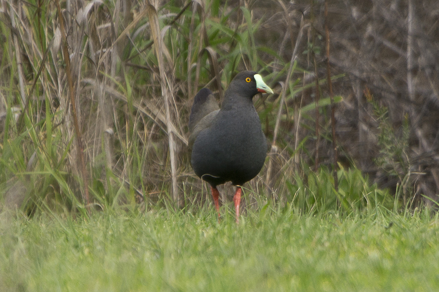 Black-tailed Native-hen (Image ID 16999)
