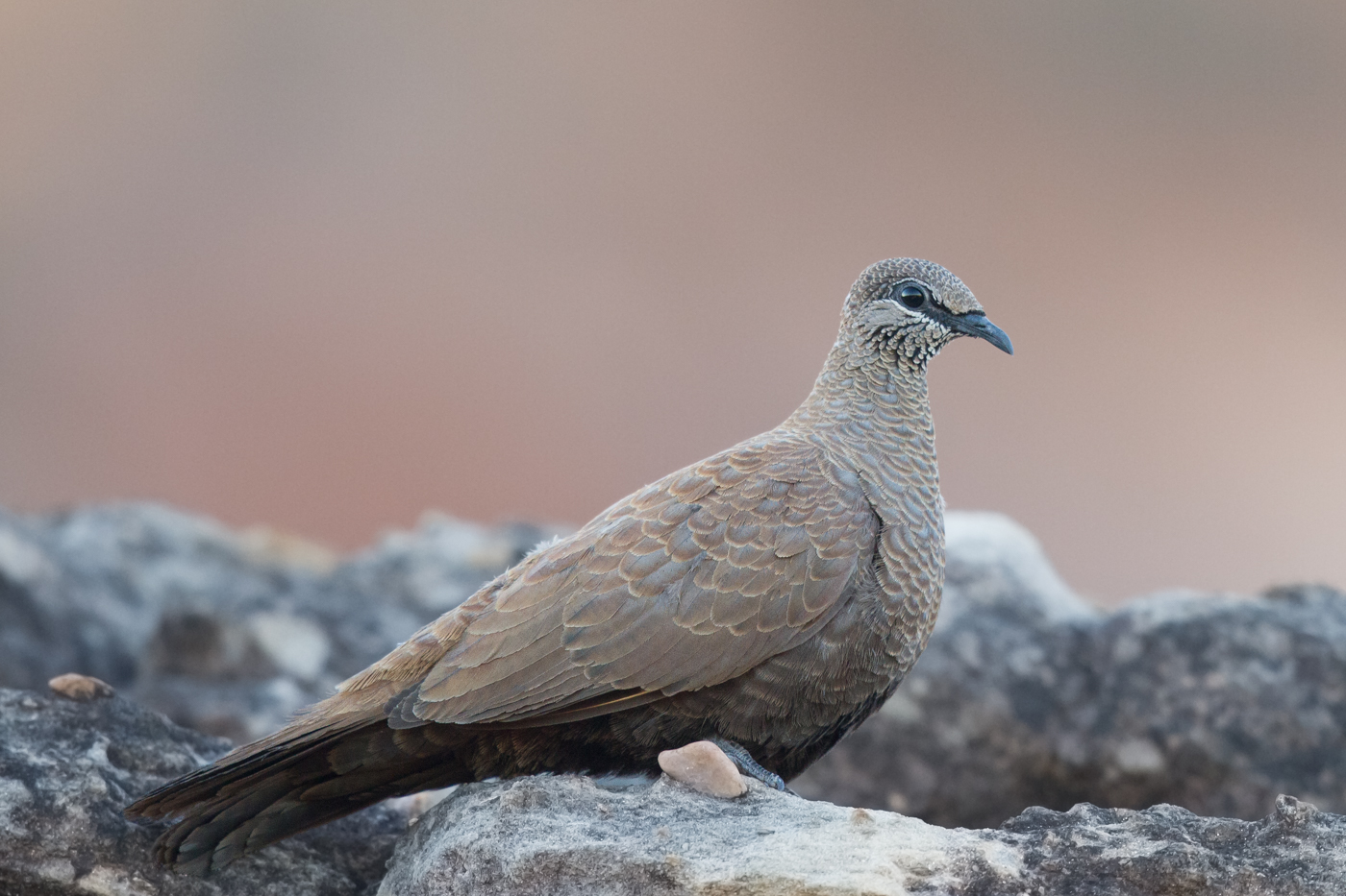 White-quilled Rock-Pigeon (Image ID 16996)