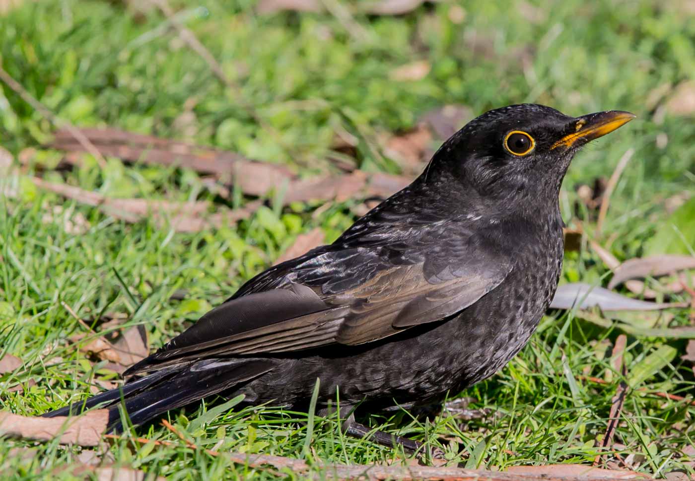 Common Blackbird (Image ID 16775)