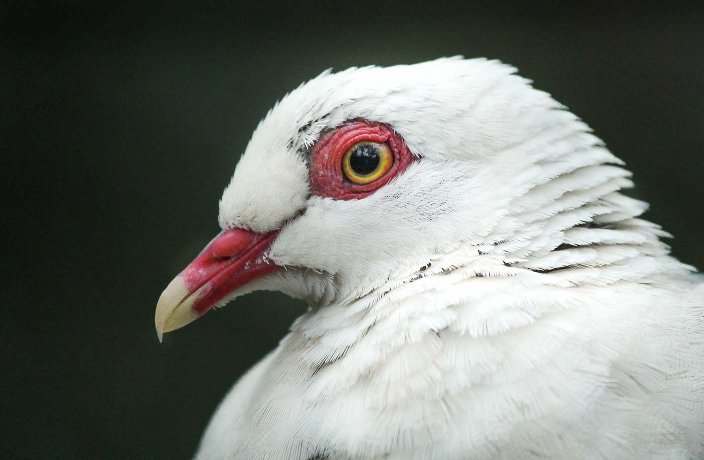 White-headed Pigeon (Image ID 16906)