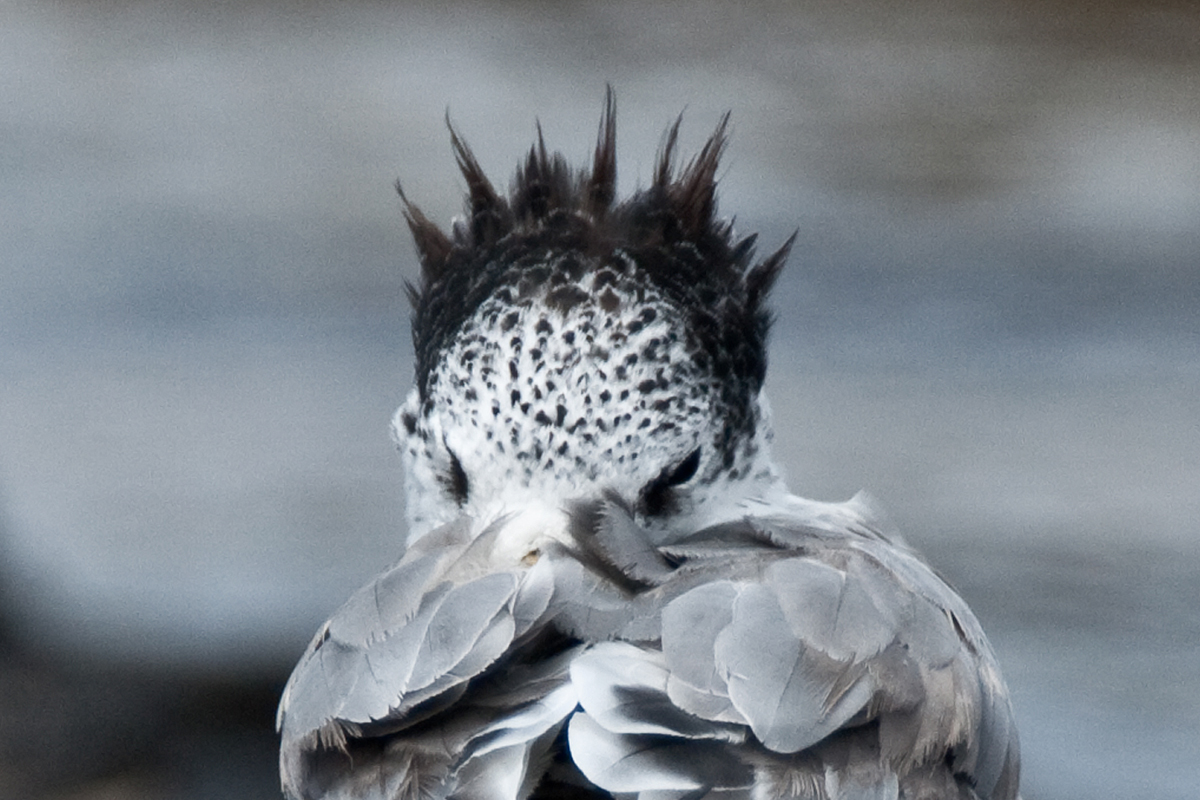 Greater Crested Tern (Image ID 16995)