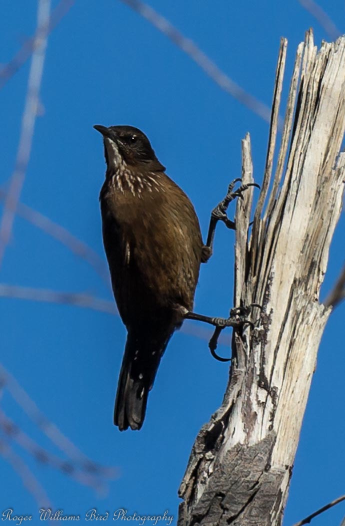 Black-tailed Treecreeper (Image ID 16991)