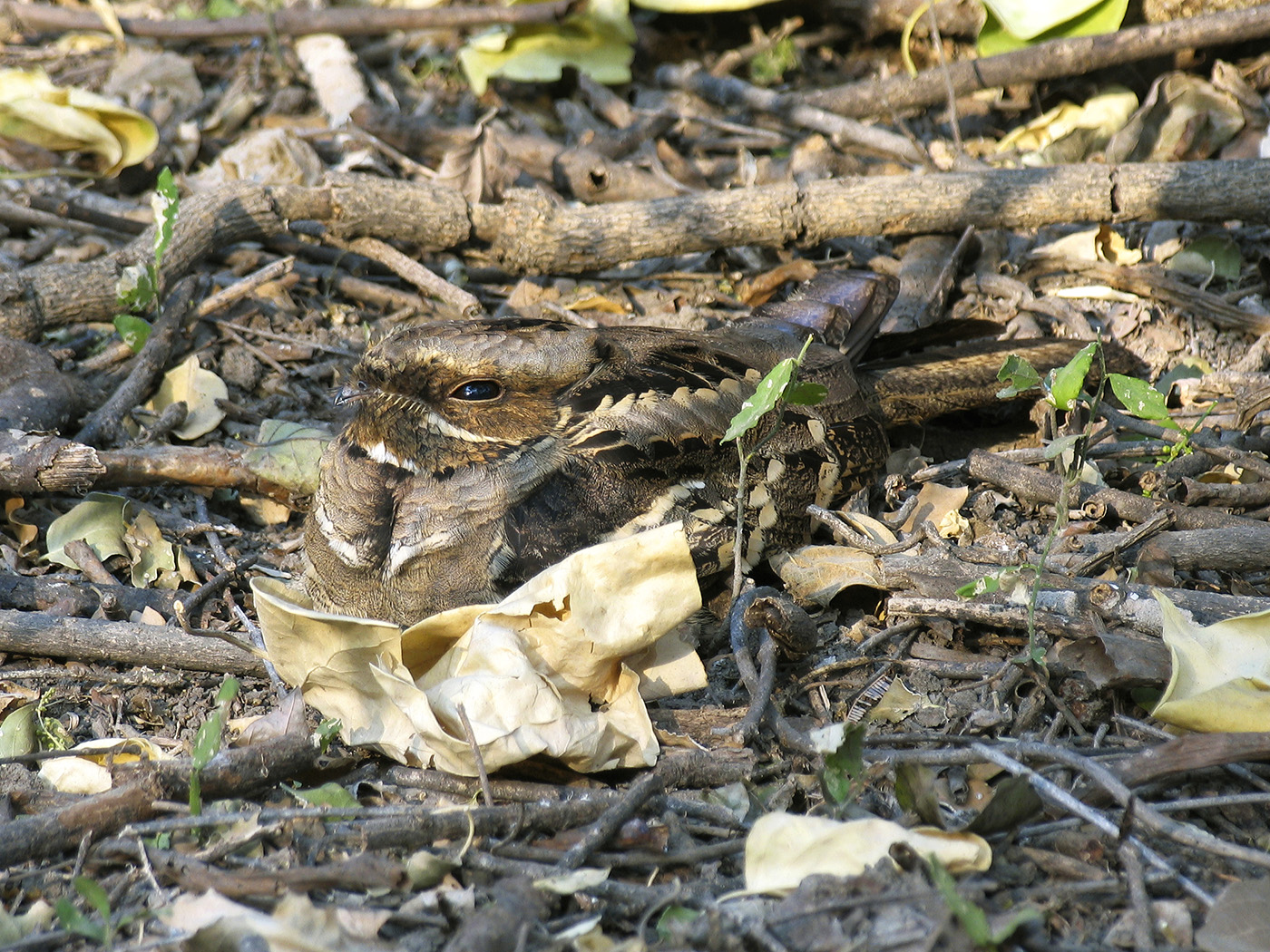 Large-tailed Nightjar (Image ID 17143)