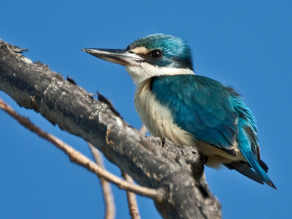 Sacred Kingfisher (Image ID 17240)